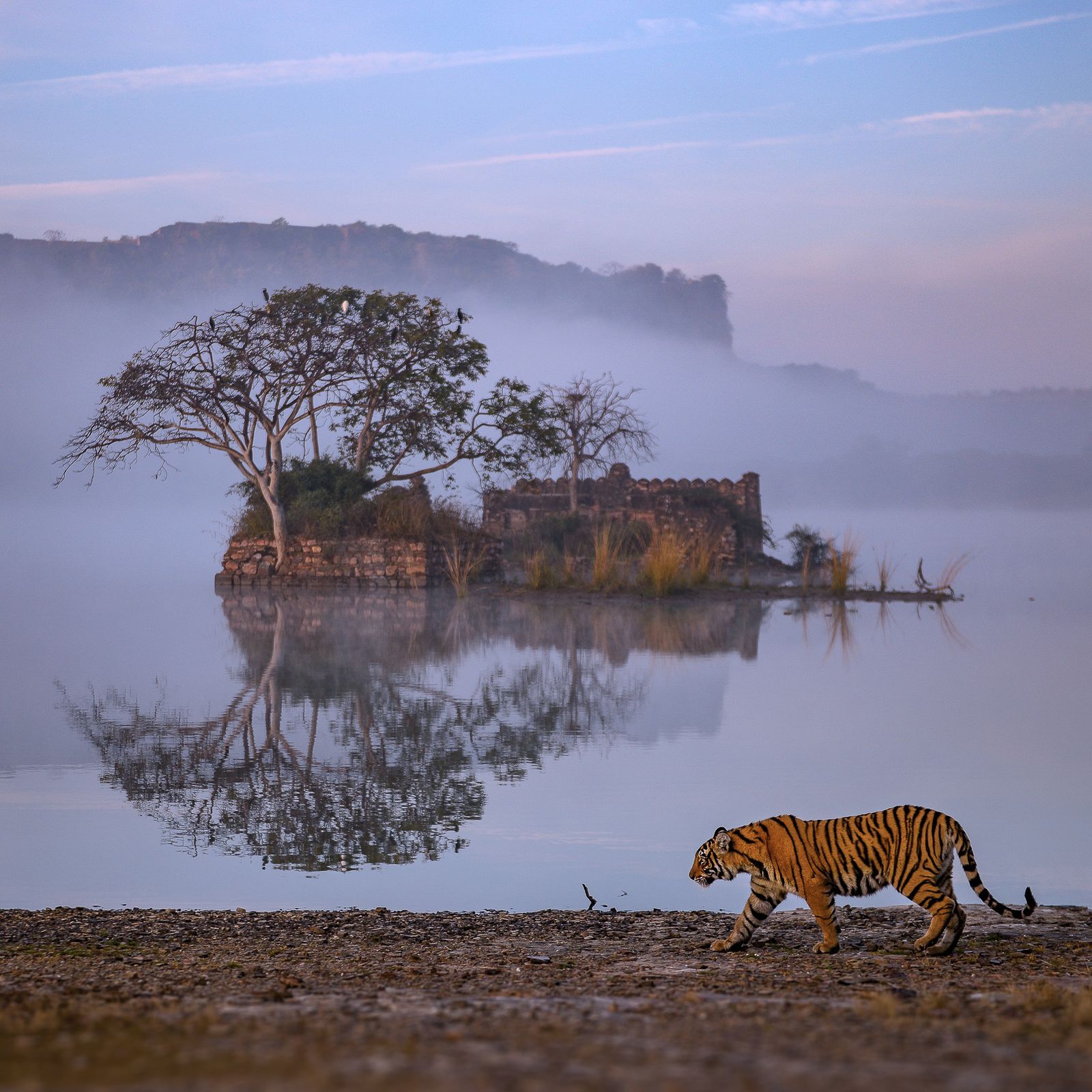 Tiger at Ranthambore National Park